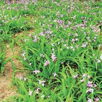 四川藏锦阁 白芨种植的中药材种植指南与技术指导