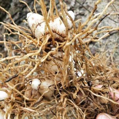 老人陈世威的白芨种植致富经 一亩年均纯收23万元背后的奥秘