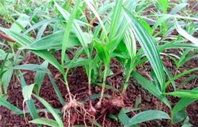 提高白芨种植成活率的实用方法