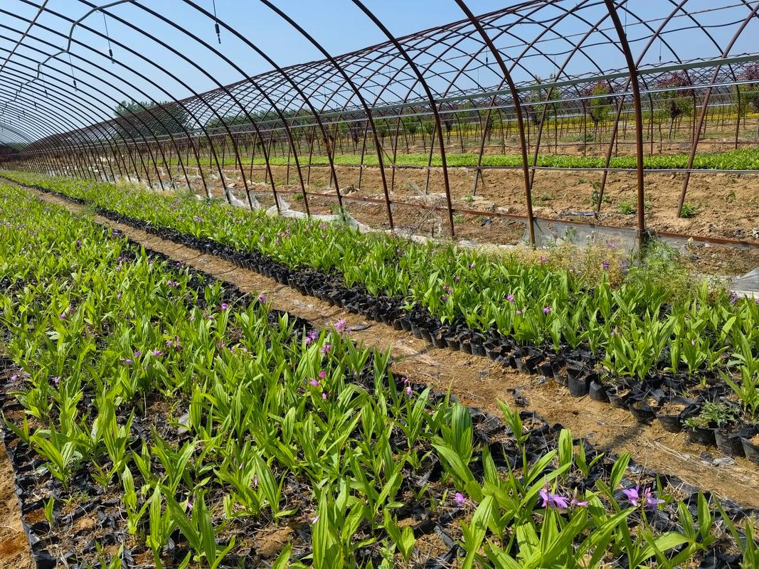 阳气回暖白方好，白芨种植正逢时