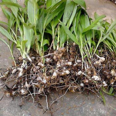 白芨种植技术上门指导全攻略 从选地到收获的实战经验