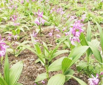 白芨种植成本与市场前景分析
