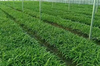 白芨种植技术要点 从整地施肥到播种的全流程指南