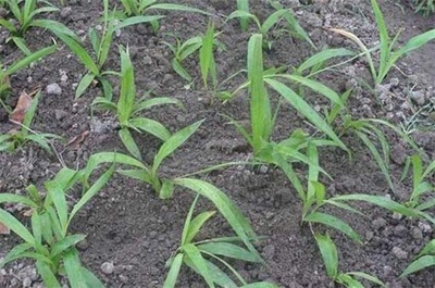 白芨种植一亩需多少种苗？科学规划与经济效益分析