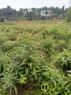 江苏省淮安市征地赔偿与白芨种植药材价值分析
