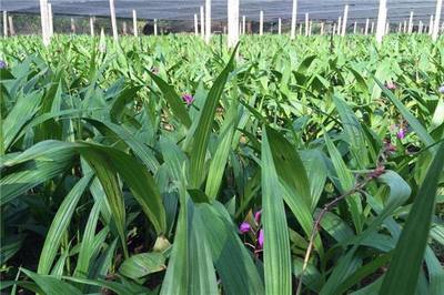 湖北百草堂白芨种植新机遇 从泥土到市场全流程指导