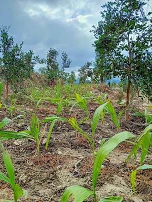 2022年白及（白芨）价格与功效解析及种植前景