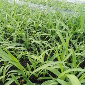 四川白芨与乐山白芨种植 驯化苗技术的先锋——峻丰生物科技