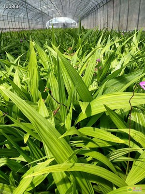 白芨种植 当前价格与2025年市场前景分析