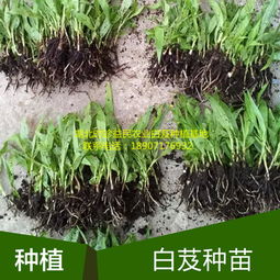 白芨种植技术与市场报价指南 从选种到产出全解析