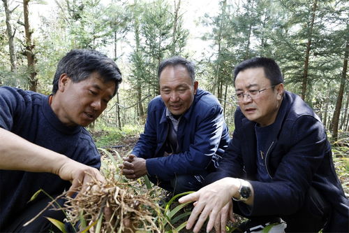 敖学安带领群众种白芨，产业兴农共致富