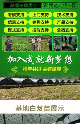 白芨种苗价格与种植技术全解析 上门指导助您高效种植