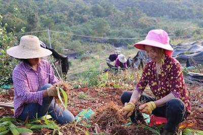 京山这个镇白芨进入盛采期，种植面积达千亩