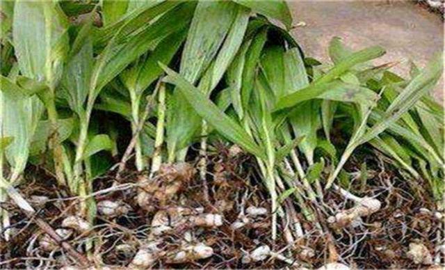 白芨种植技术要点