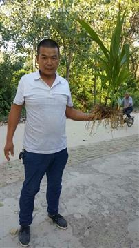 【安顺种植白芨送苗上门,贵州中农研究院中农213紫花三叉大白芨】中农213白芨,价格,厂家,供应商,其他农业,北京中农优品农业科技研究院贵州分院 - 产品库