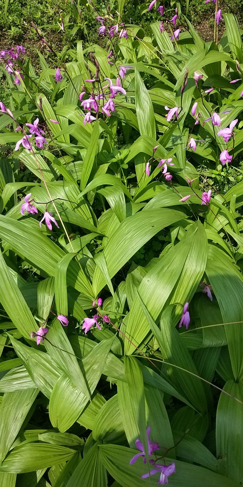 白芨/ 产品展示-白芨种植 白芨种苗 重楼种植 重楼种苗