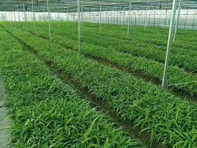 高端药材白芨种植
