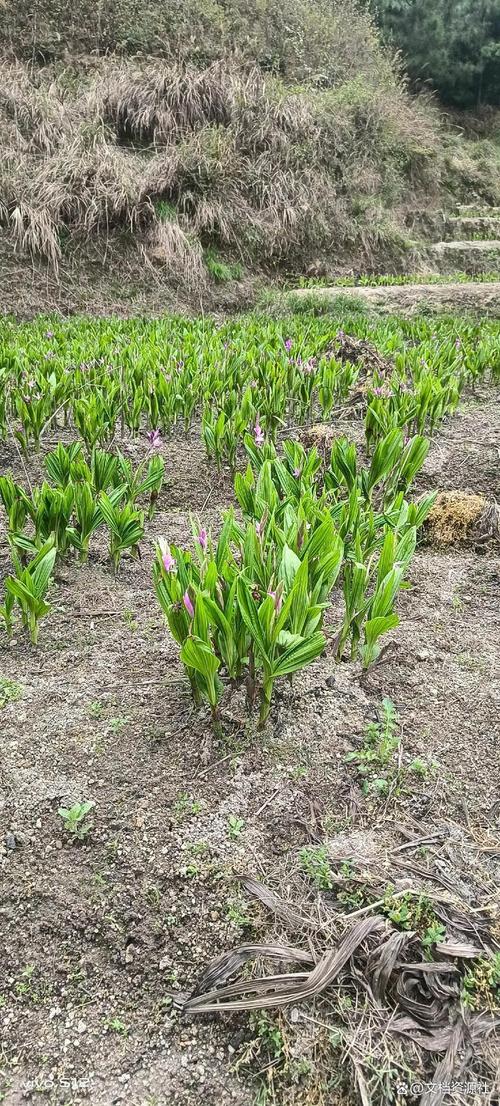阴坡种出黄金根 白芨高效种植全流程解析