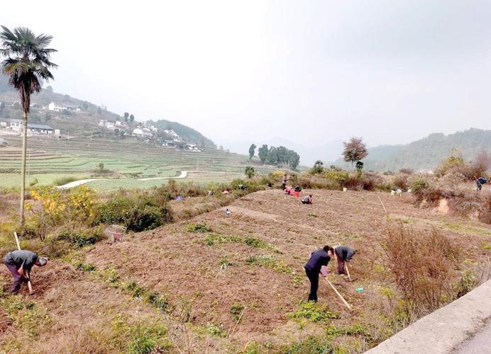 白芨种植推动乡村振兴:家门口就业与增收的新路径