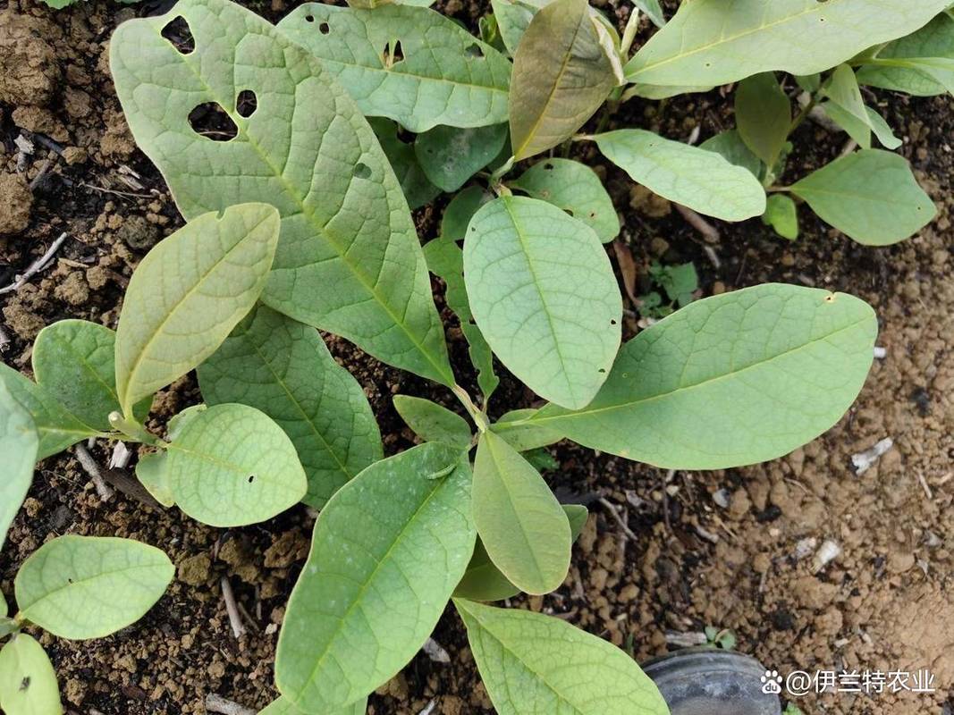 白芨种苗选购指南科学选苗提升种植效益